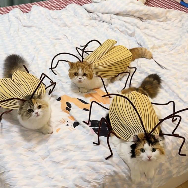 Funny Cockroach Cosplay Cat Co - đánh giá và giá Cosplay Prop Kit